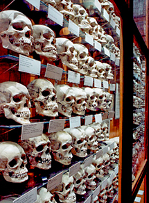 Skull Cabinet